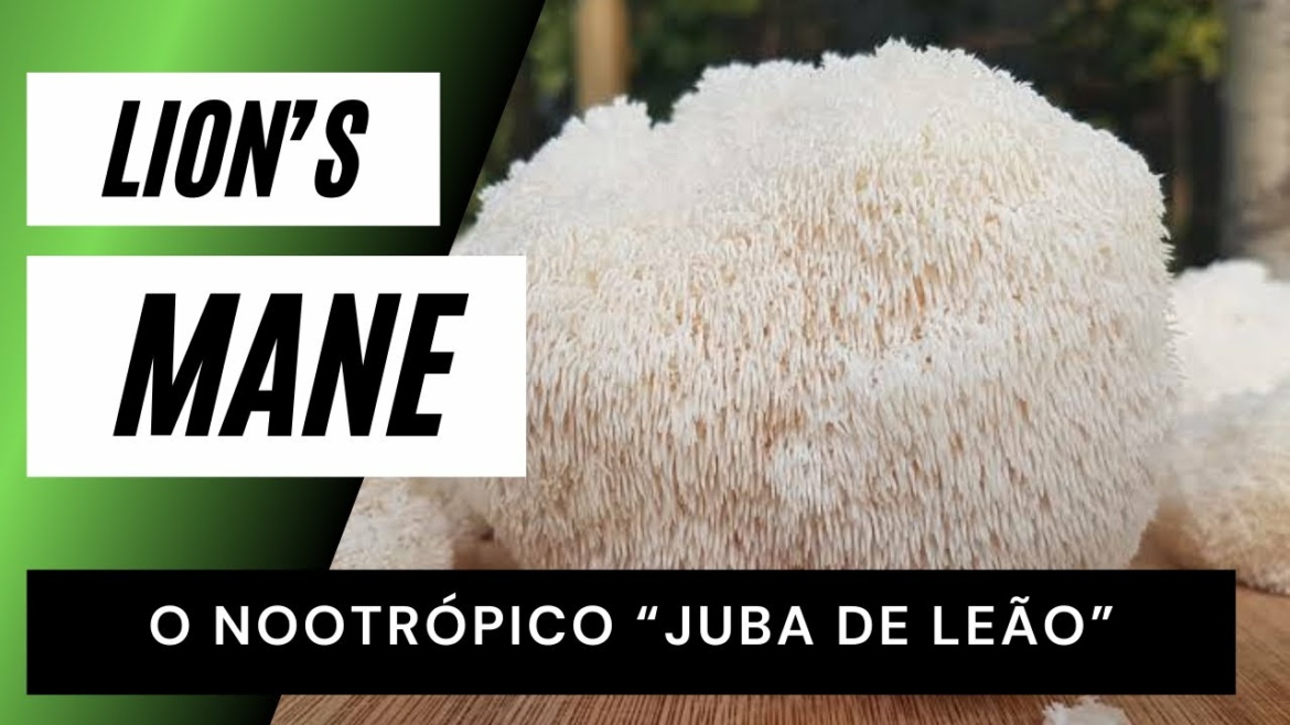 Lion’s Mane: O Cogumelo Juba de Leão