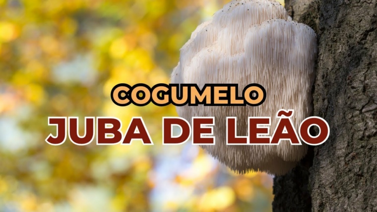 Aumente sua Inteligência com o Cogumelo Juba de Leão